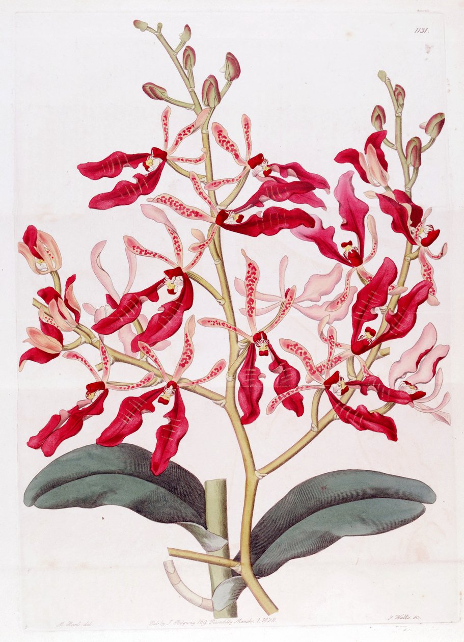 Renanthera coccineaのイラスト 作： M.ハート
