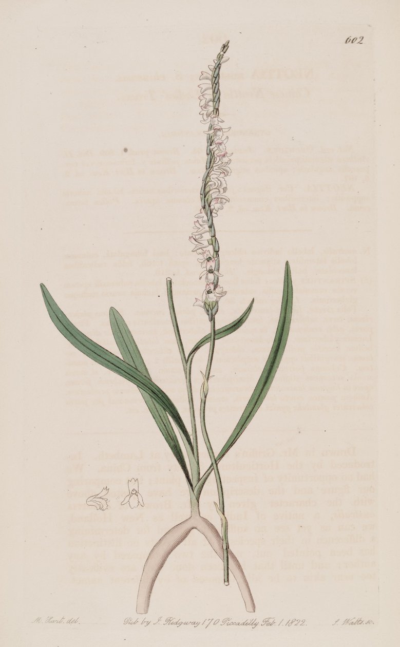 Spiranthes sinensis（syn。Neottia australisとして）のイラスト 作： M.ハート