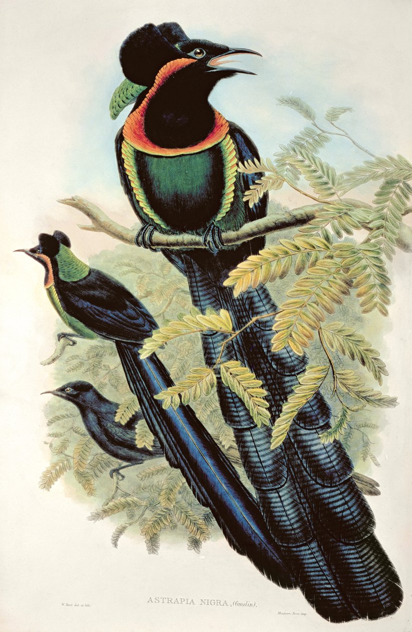 Arfak Astrapia、Astrapia Nigra-Bird of Paradise 作： M.ハート
