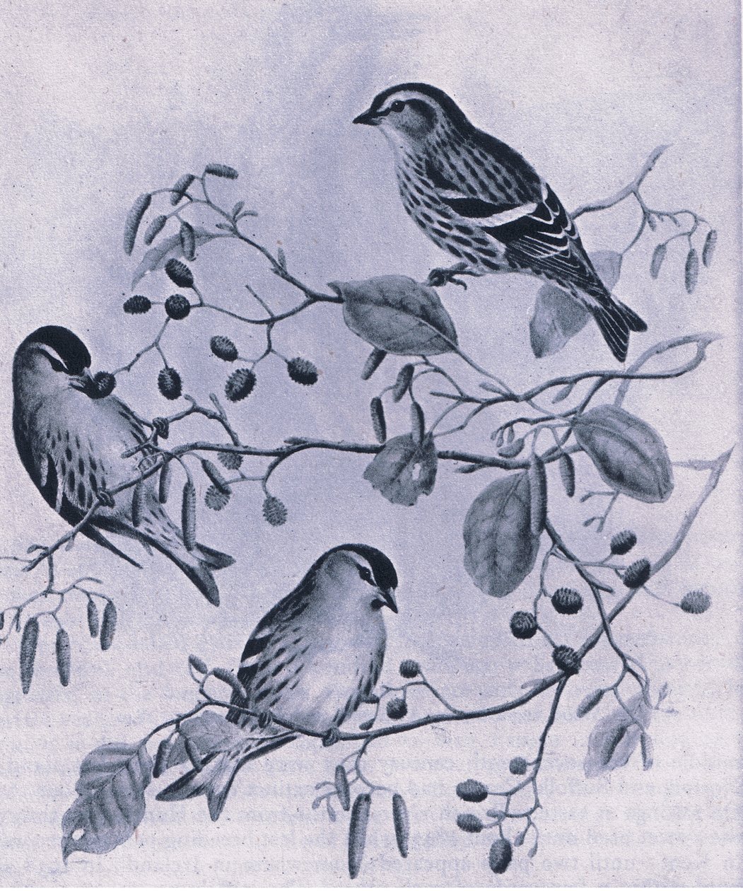 Siskins、イギリスの自然、コリンズ発行、1946 作： M.ハート