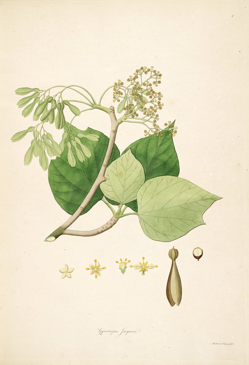 Gyrocarpus jacquini（= Gyrocarpus americanus）、ヘルナンディア科のイラスト 作： マッケンジー