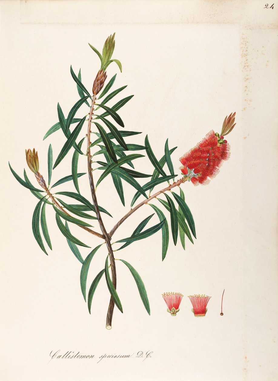 アルバニーブラシノキ (Callistemon speciosum DC)、フトモモ科、しつこい葉を持つ低木、オーストラリア原産、水彩画 作： マッダレーナリサムッシーノ