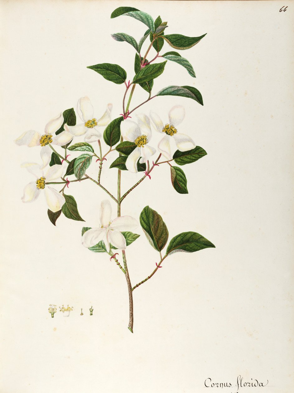 ハナミズキ (Cornus フロリダ)、ミズキ科、北アメリカ原産の小さな木または低木、水彩 作： マッダレーナリサムッシーノ
