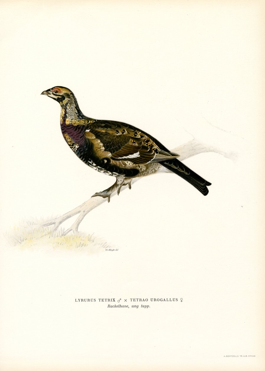 Black Grouse x Western Caperaillie (カラーリソ) 作： マグナスフェルディナンドとウィルヘルムフォンライト