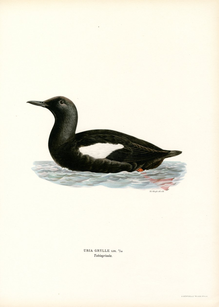 Black Guillemot (カラーリソ) 作： マグナスフェルディナンドとウィルヘルムフォンライト