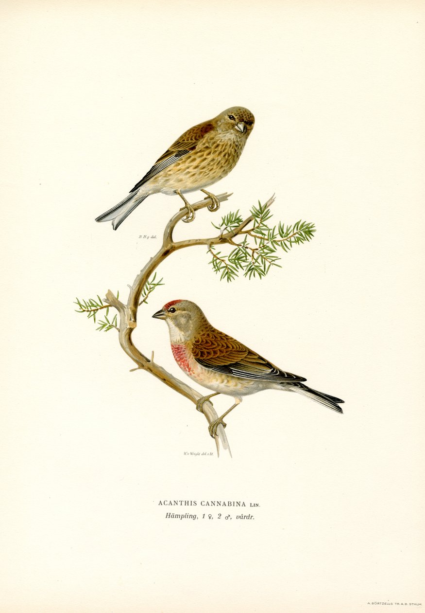 Common Linnet (カラーリソ) 作： マグナスフェルディナンドとウィルヘルムフォンライト