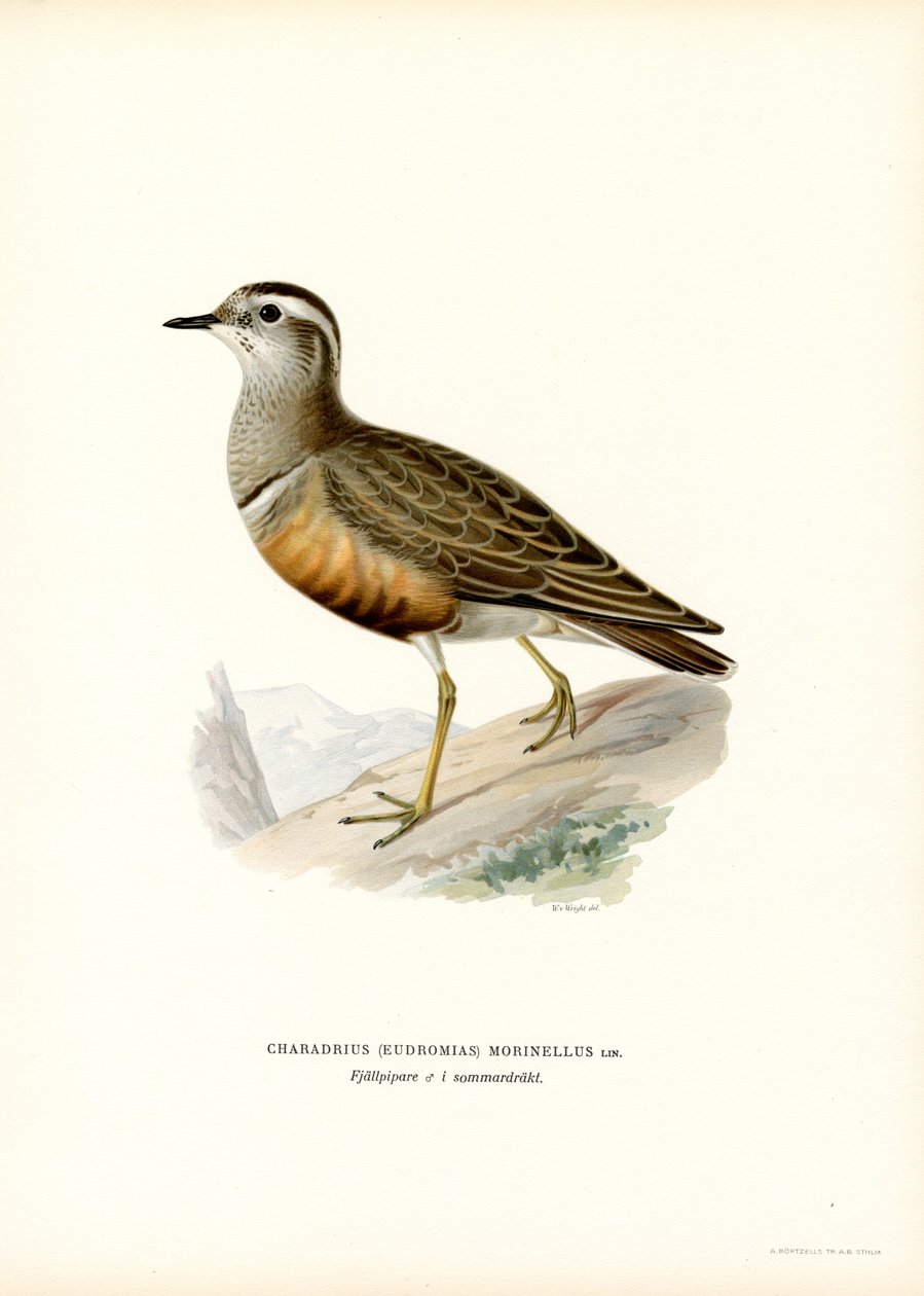 ユーラシア Dotterel (カラー リソ) 作： マグナスフェルディナンドとウィルヘルムフォンライト
