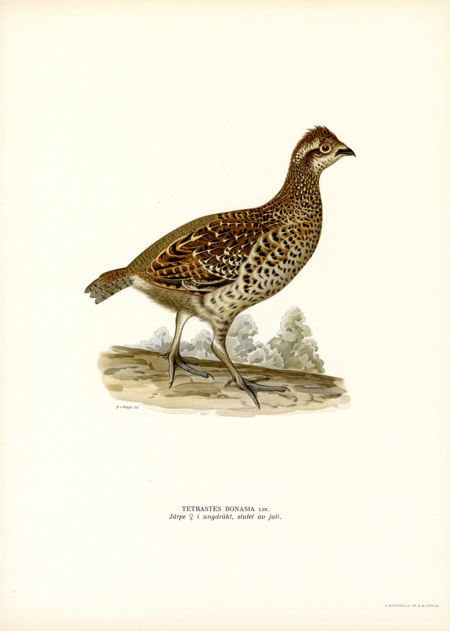 Hazel Grouse (colour litho)   1413023   ja       japanese Successfully Translated  Original: München nach dem Gewitter Translat: München nach dem Gewitter 1343354 ja japanese Successfully Translated Original: Portrait of the composer Gioachino Antonio Ross 作： マグナスフェルディナンドとウィルヘルムフォンライト