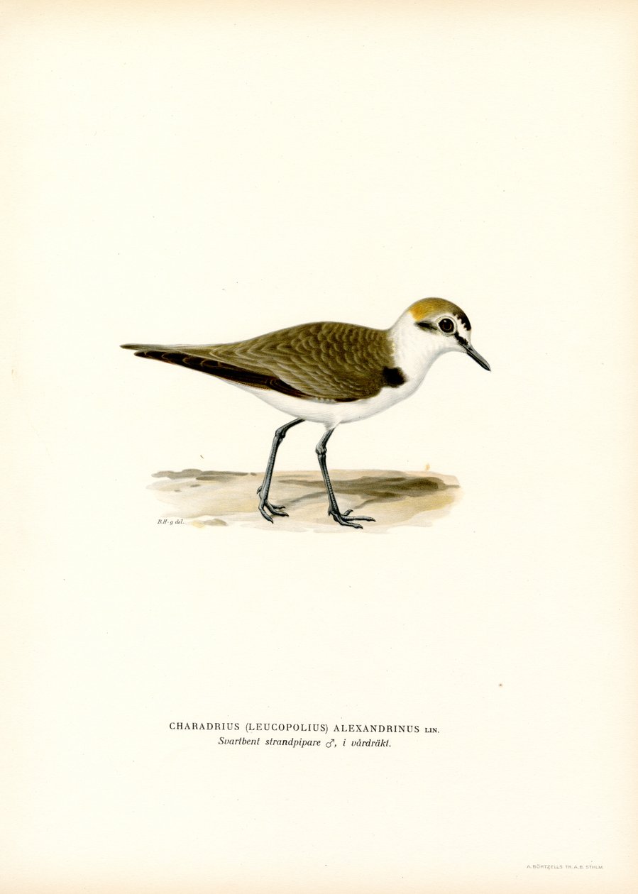 Kentish Plover (カラーリソ) 作： マグナスフェルディナンドとウィルヘルムフォンライト