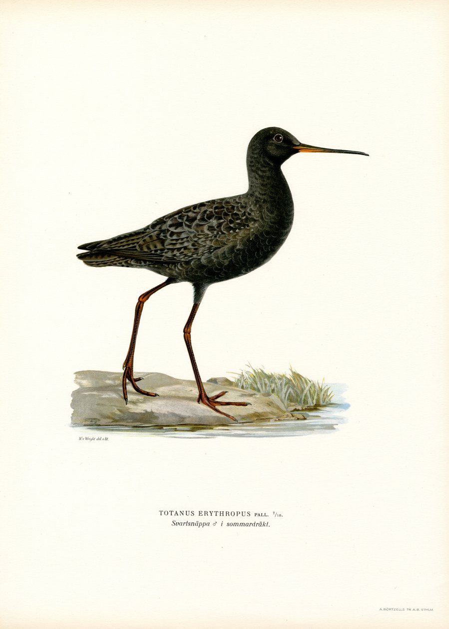 斑点を付けられた Redshank (カラー リソ) 作： マグナスフェルディナンドとウィルヘルムフォンライト