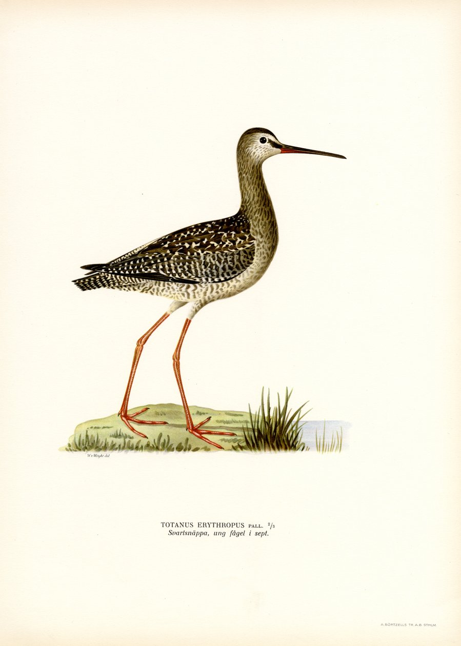 斑点を付けられた Redshank (カラー リソ) 作： マグナスフェルディナンドとウィルヘルムフォンライト