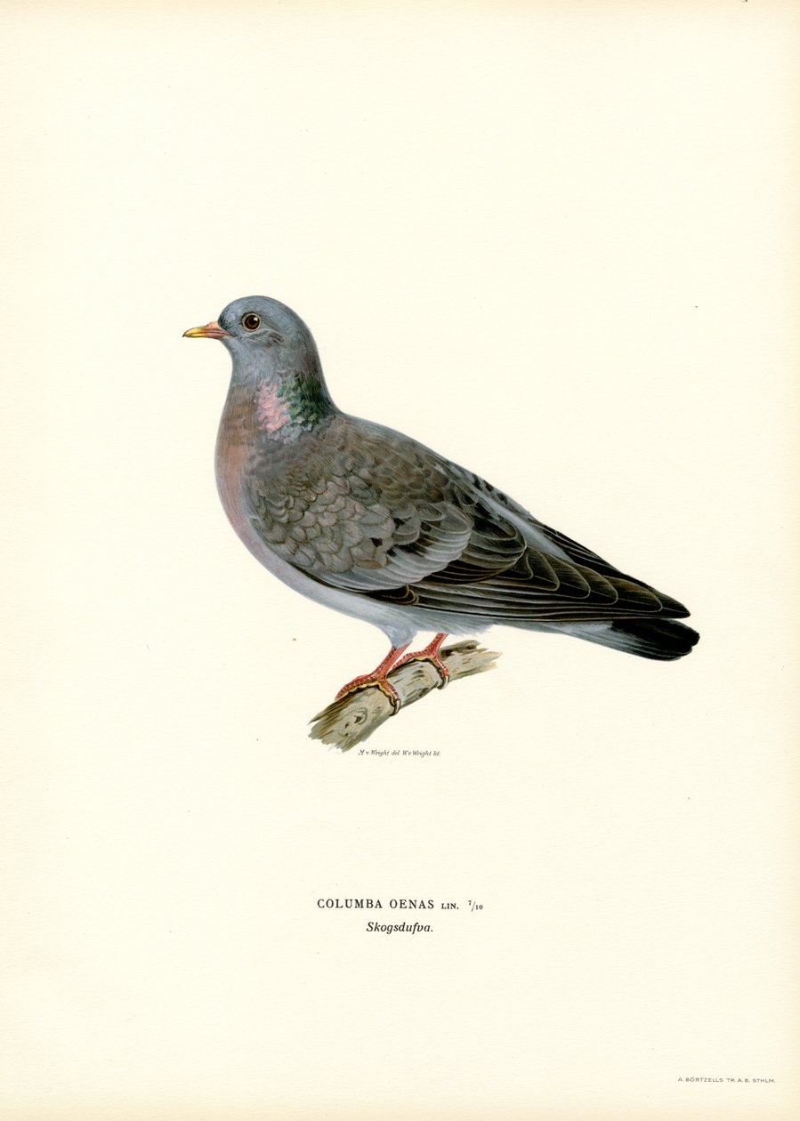 Stock Dove（カラーリソ） 作： マグナスフェルディナンドとウィルヘルムフォンライト