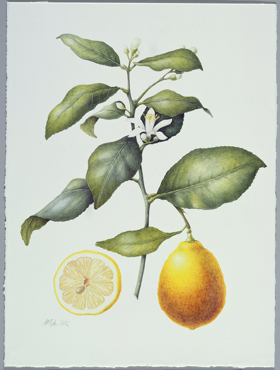 Citrus Limon、1995（紙にトイレ） 作： マーガレット・アン・エデン