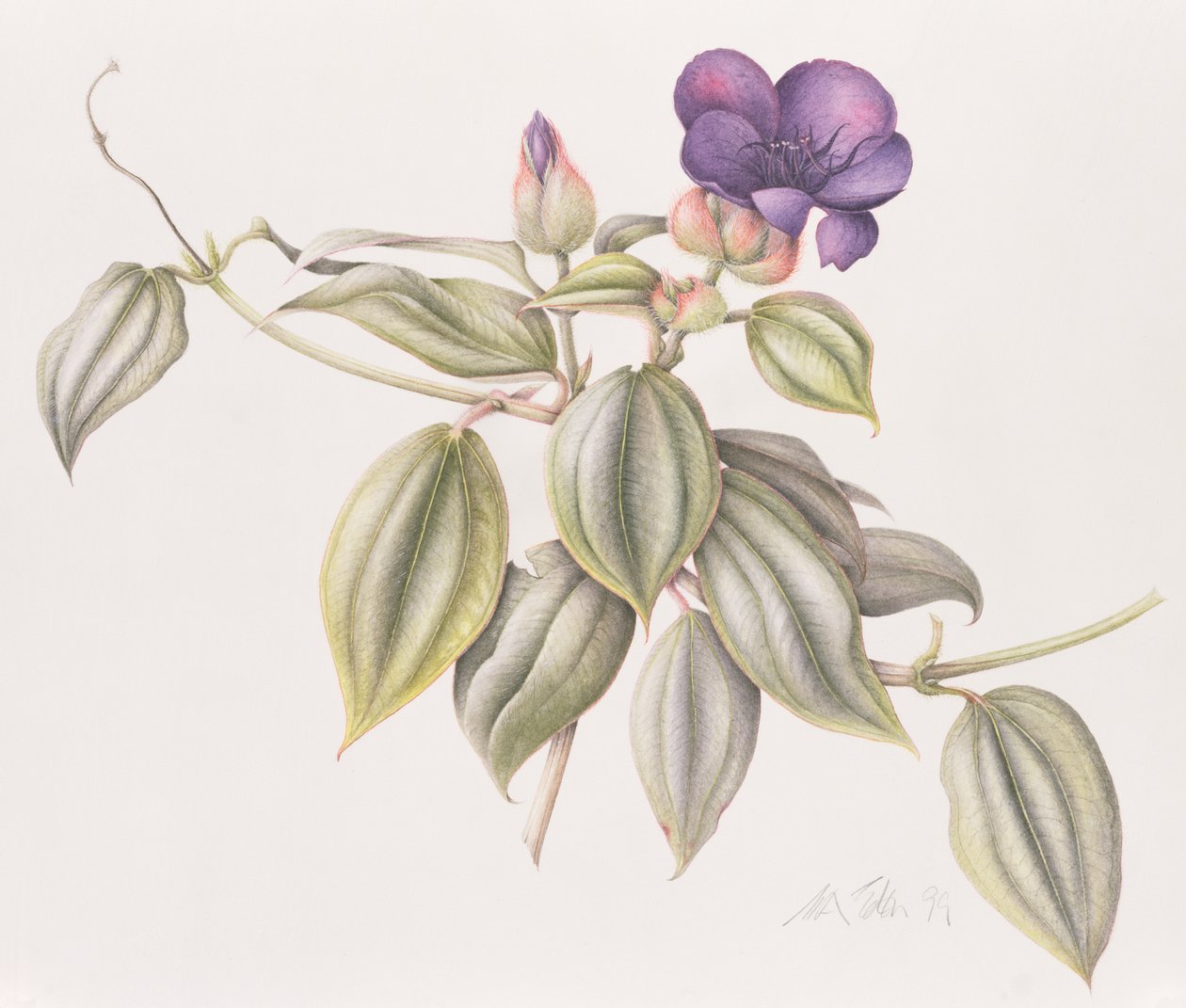 Glory Flower（Tibouchina Urvilleana）1999（紙にトイレ） 作： マーガレット・アン・エデン