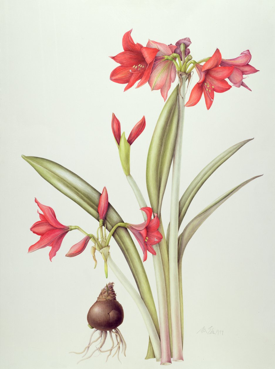 Hippeastrum Pamela、1999年（紙にトイレ） 作： マーガレット・アン・エデン