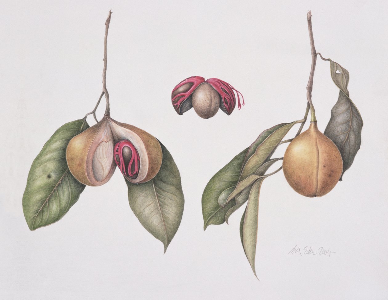 ナツメグ（Myristica fragrans）2004（紙にトイレ） 作： マーガレット・アン・エデン