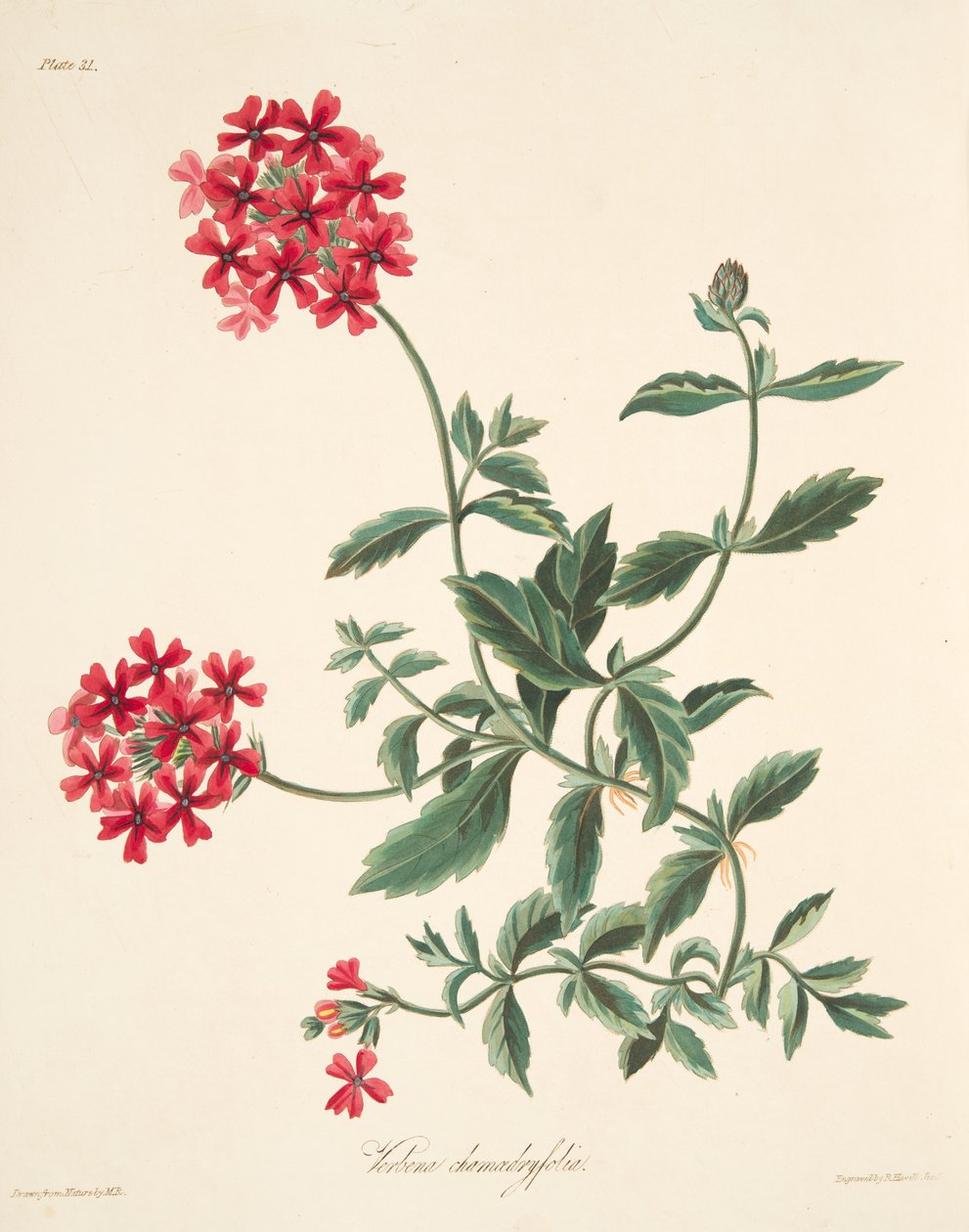 季節の花のイラスト、パブから緋色の花ヴァーヴァイン。 1829 作： マーガレット・ロスコー