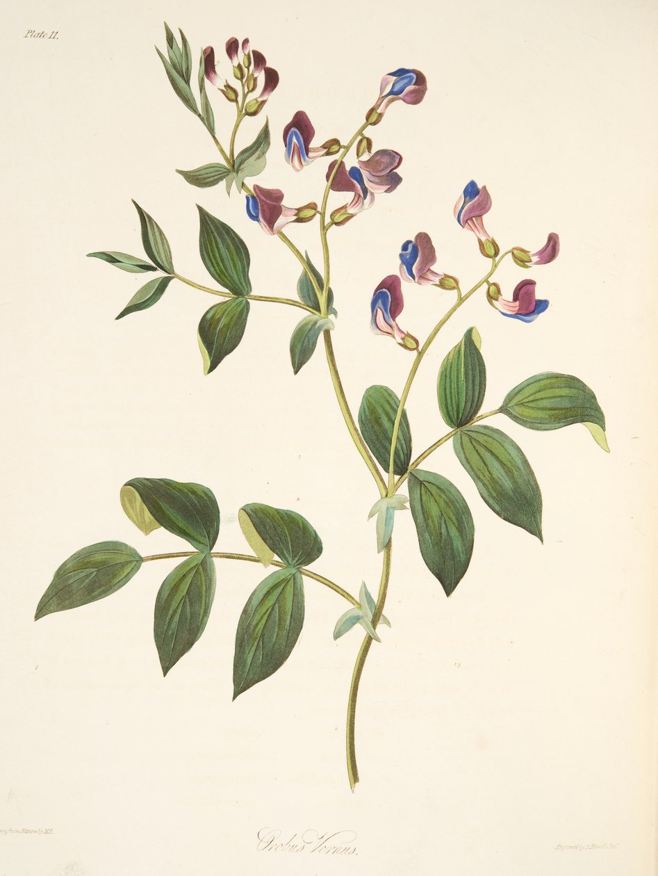 春のオロバス、季節の花のイラスト、パブ。 1829年（手描きの彫刻） 作： マーガレット・ロスコー