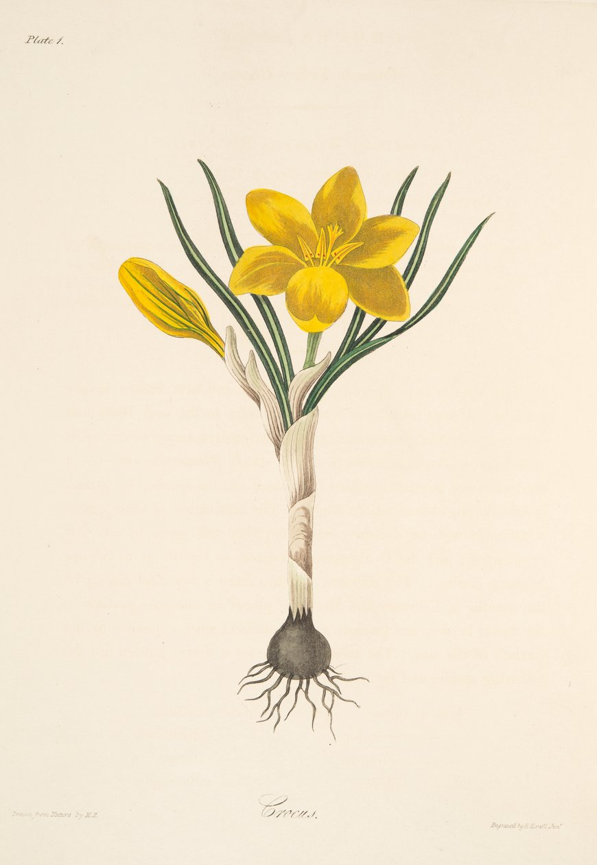 一般的な黄色のクロッカス、季節の花のイラスト、パブ。 1829年（手描きの彫刻） 作： マーガレット・ロスコー