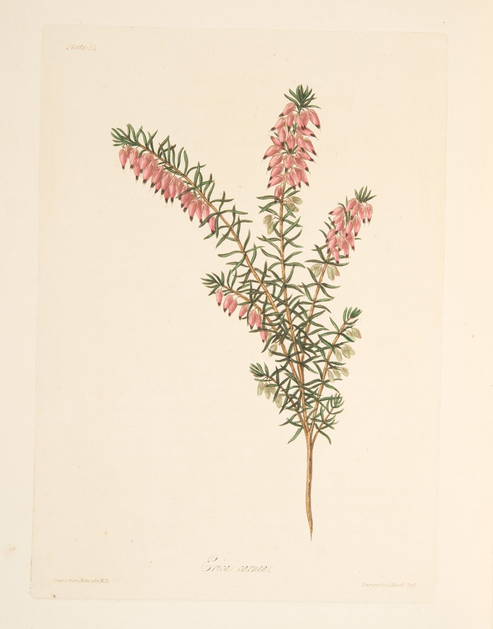 パブ、季節のフローラルイラストレーションからの肌色、早い流れのヒース。 1829年（手描きの彫刻） 作： マーガレット・ロスコー