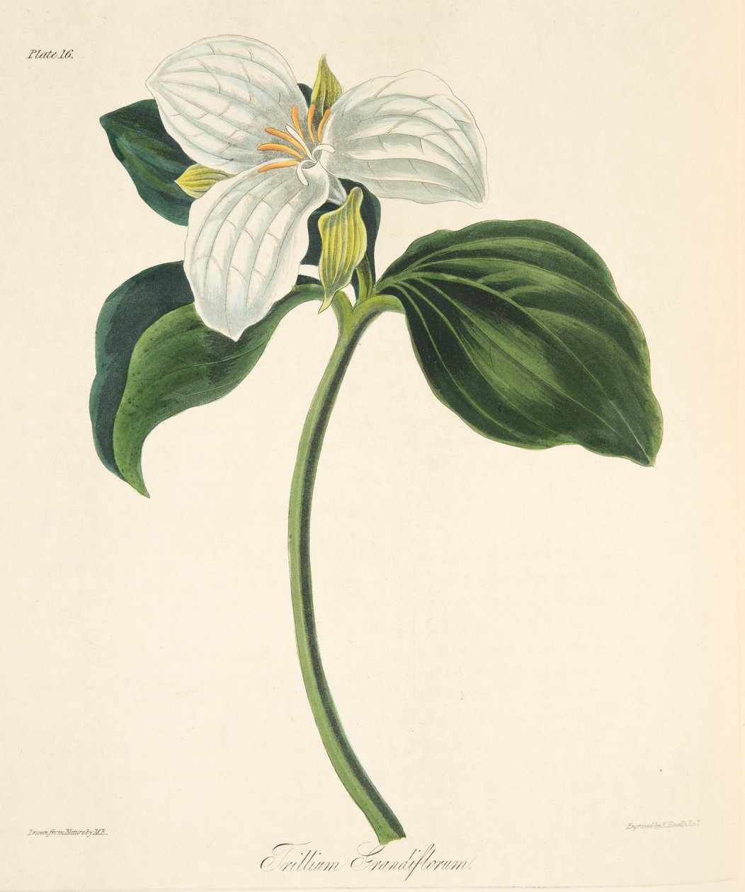 大きな花のエンレイソウ、季節の花のイラスト、パブ。 1829年（手描きの彫刻） 作： マーガレット・ロスコー