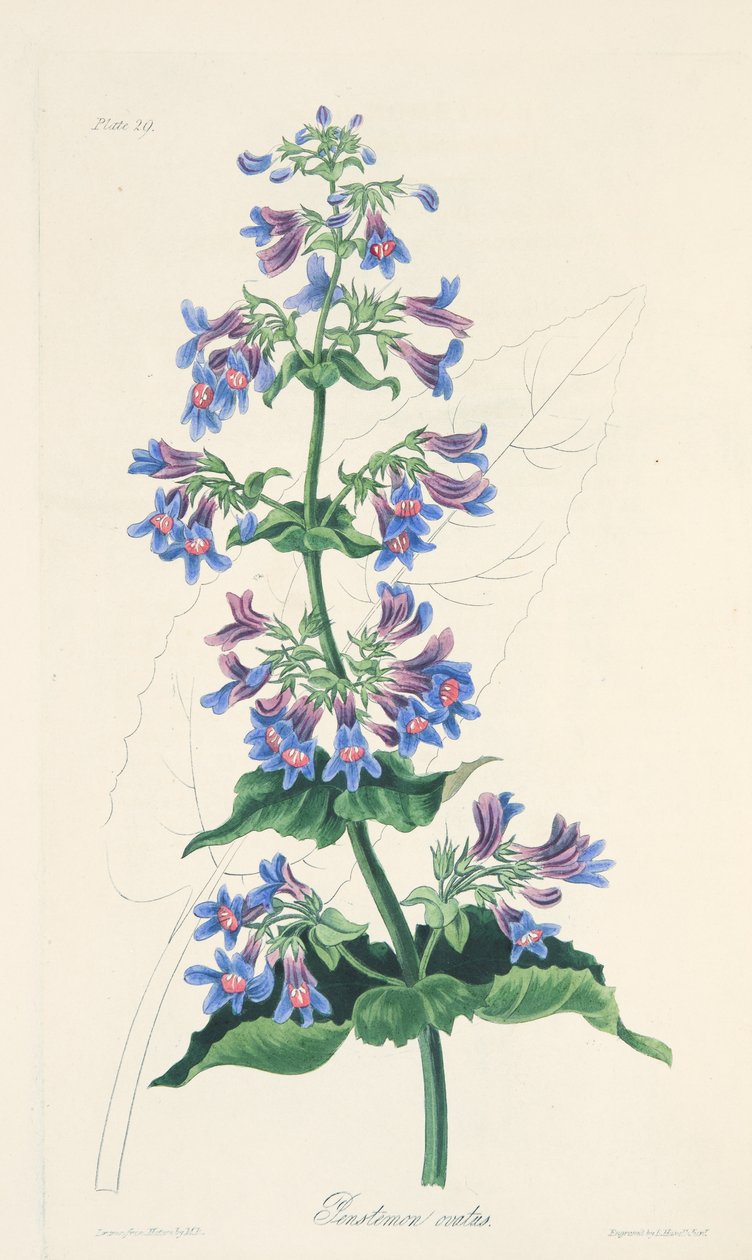 Ovate-leaved Penstemon、季節の花のイラスト、パブ。 1829年（手描きの彫刻） 作： マーガレット・ロスコー