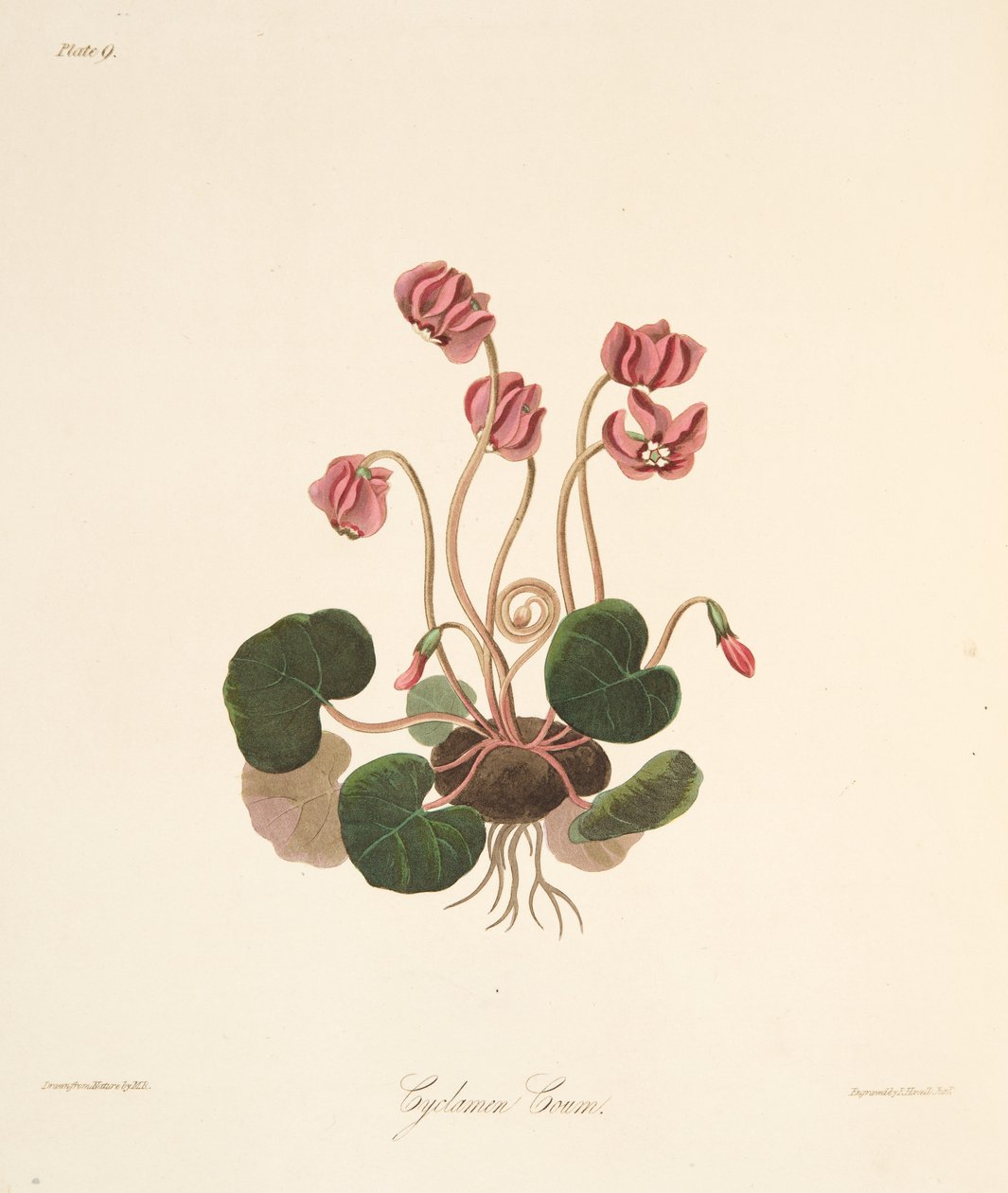 丸い葉のシクラメン、季節の花のイラスト、パブ。 1829年（手描きの彫刻） 作： マーガレット・ロスコー