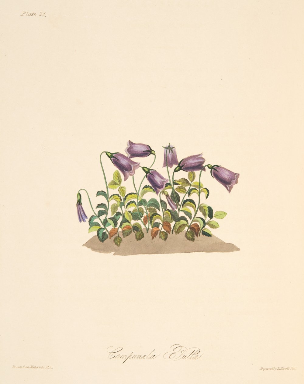 Russet Bell Flower、季節のフローラルイラスト、パブ。 1829年（手描きの彫刻） 作： マーガレット・ロスコー