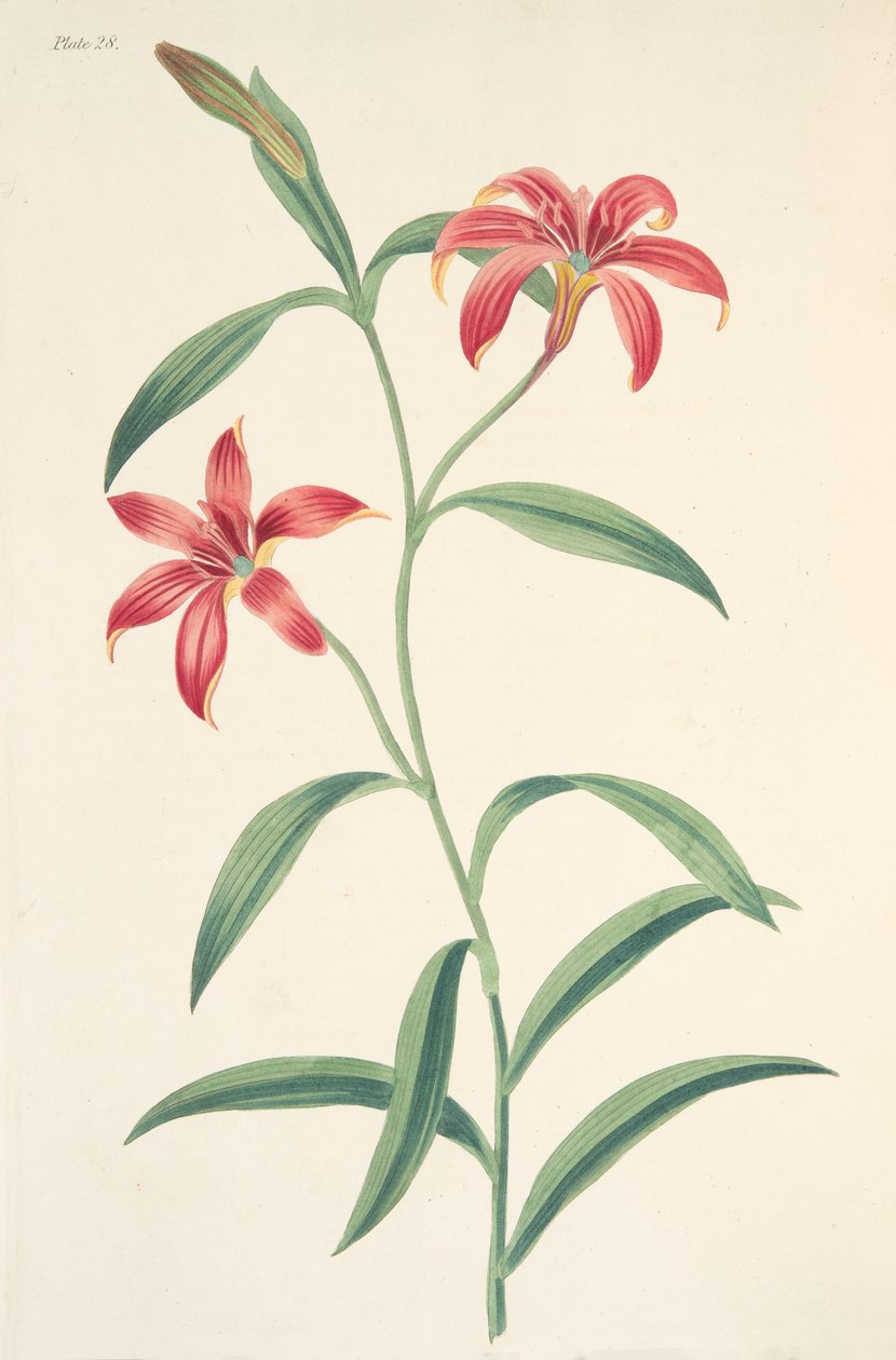 季節の花のイラストからの自色の中国のユリ、パブ。 1829年（手描きの彫刻） 作： マーガレット・ロスコー