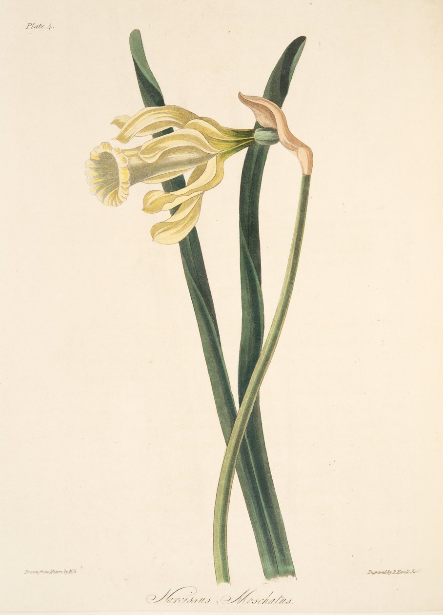 スペインの水仙、季節の花のイラスト、パブ。 1829年（手描きの彫刻） 作： マーガレット・ロスコー