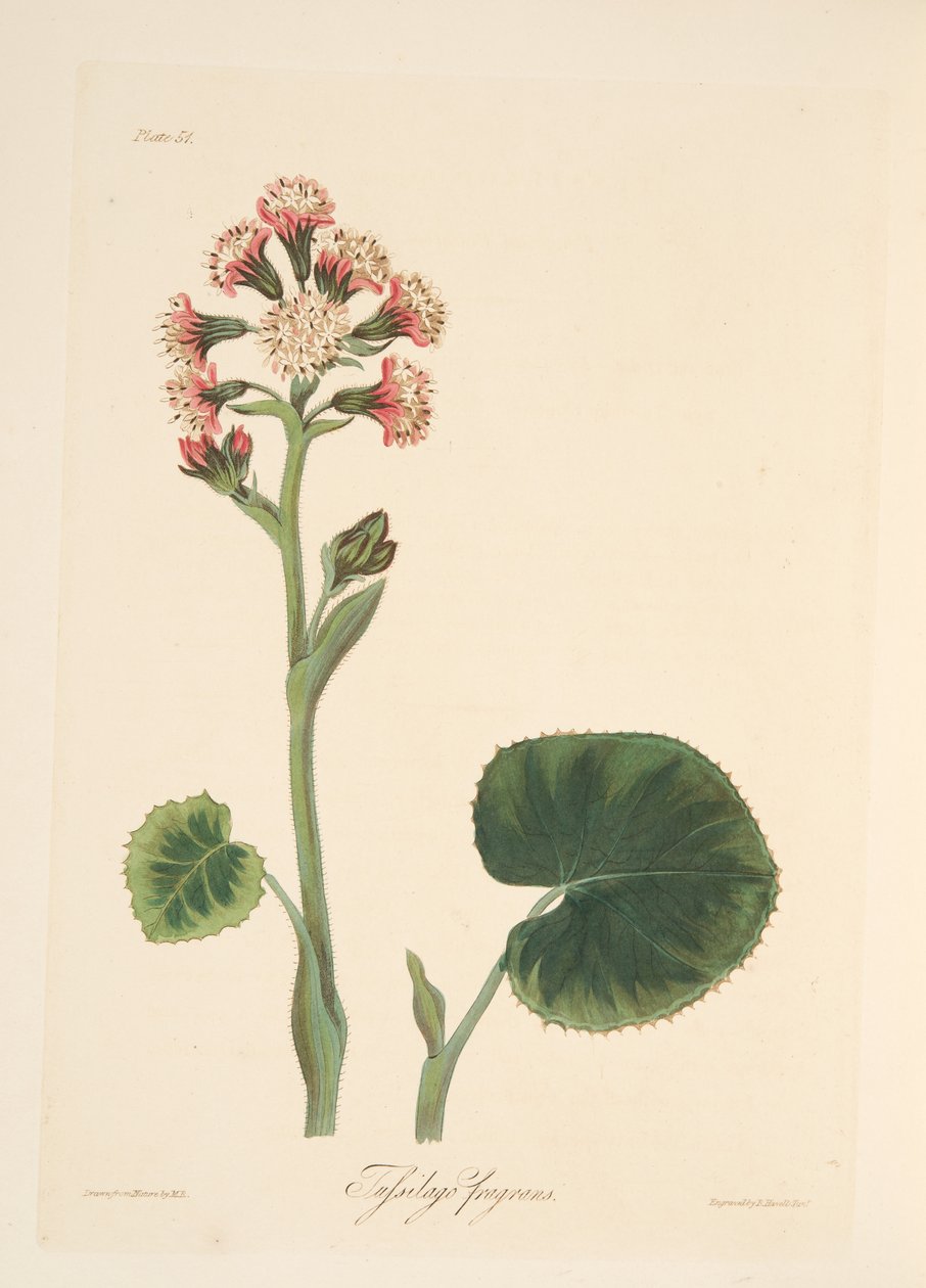 冬の花のイラストからの冬のヘリオトロープ、パブ。 1829年（手描きの彫刻） 作： マーガレット・ロスコー