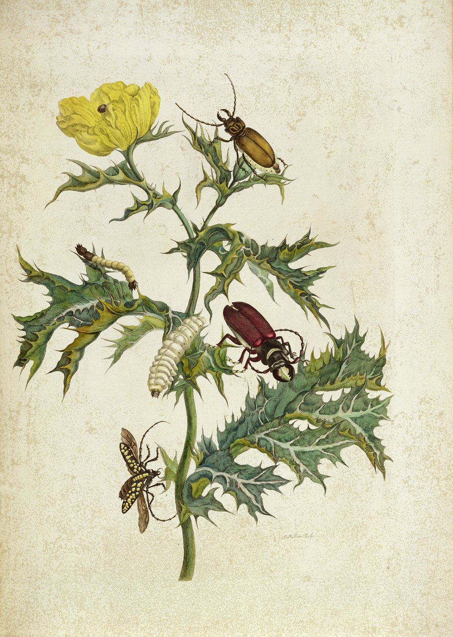 Cardos Spinosus：カブトムシとキャタピラー、「オーバーデフォールテリング」のプレート69、1730 作： マリア・シビラ・メリアン