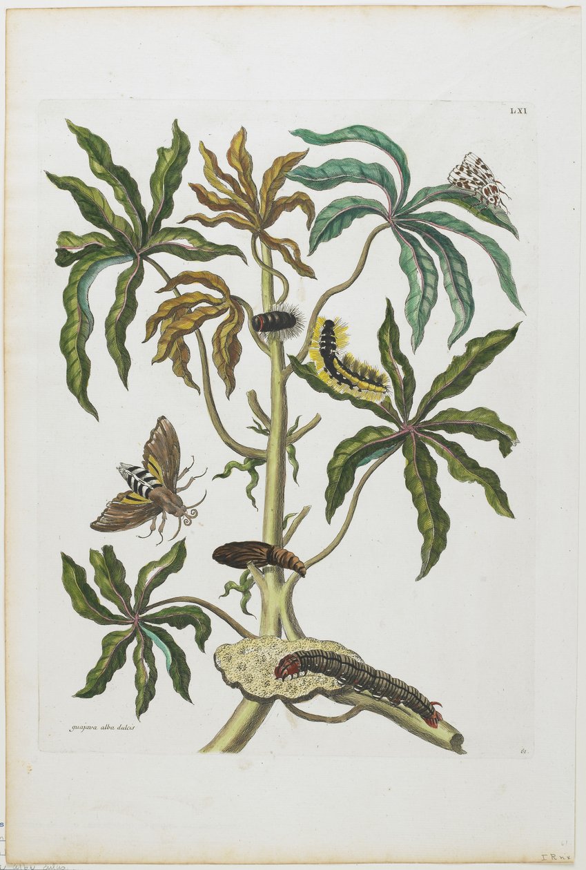 毛虫と葉を持つ昆虫、1705-71（手塗りのエッチングと彫刻） 作： マリア・シビラ・メリアン