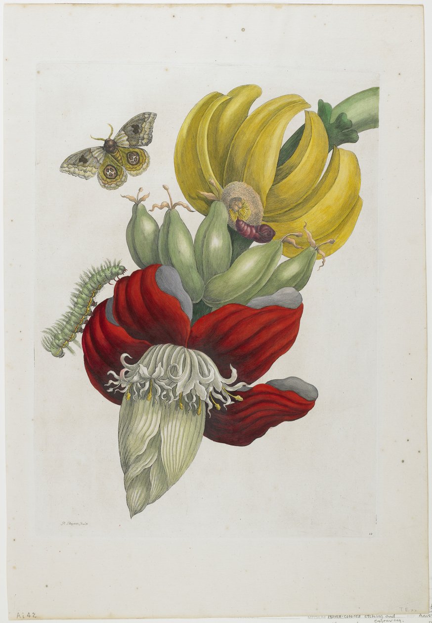 バナナの花序、1705年（手描きのエッチングと彫刻） 作： マリア・シビラ・メリアン