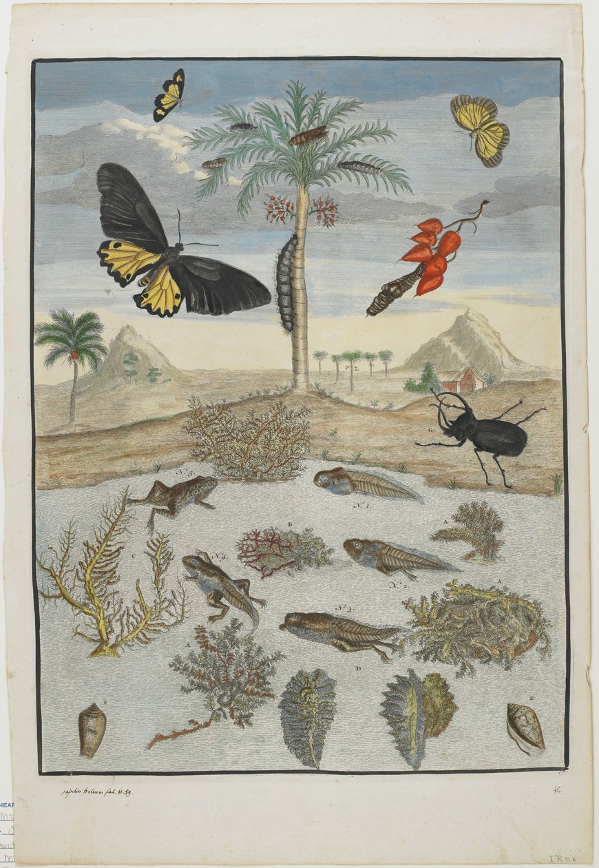 島の背景を持つ昆虫と魚、1705-71年（手描きのエッチングと彫刻） 作： マリア・シビラ・メリアン