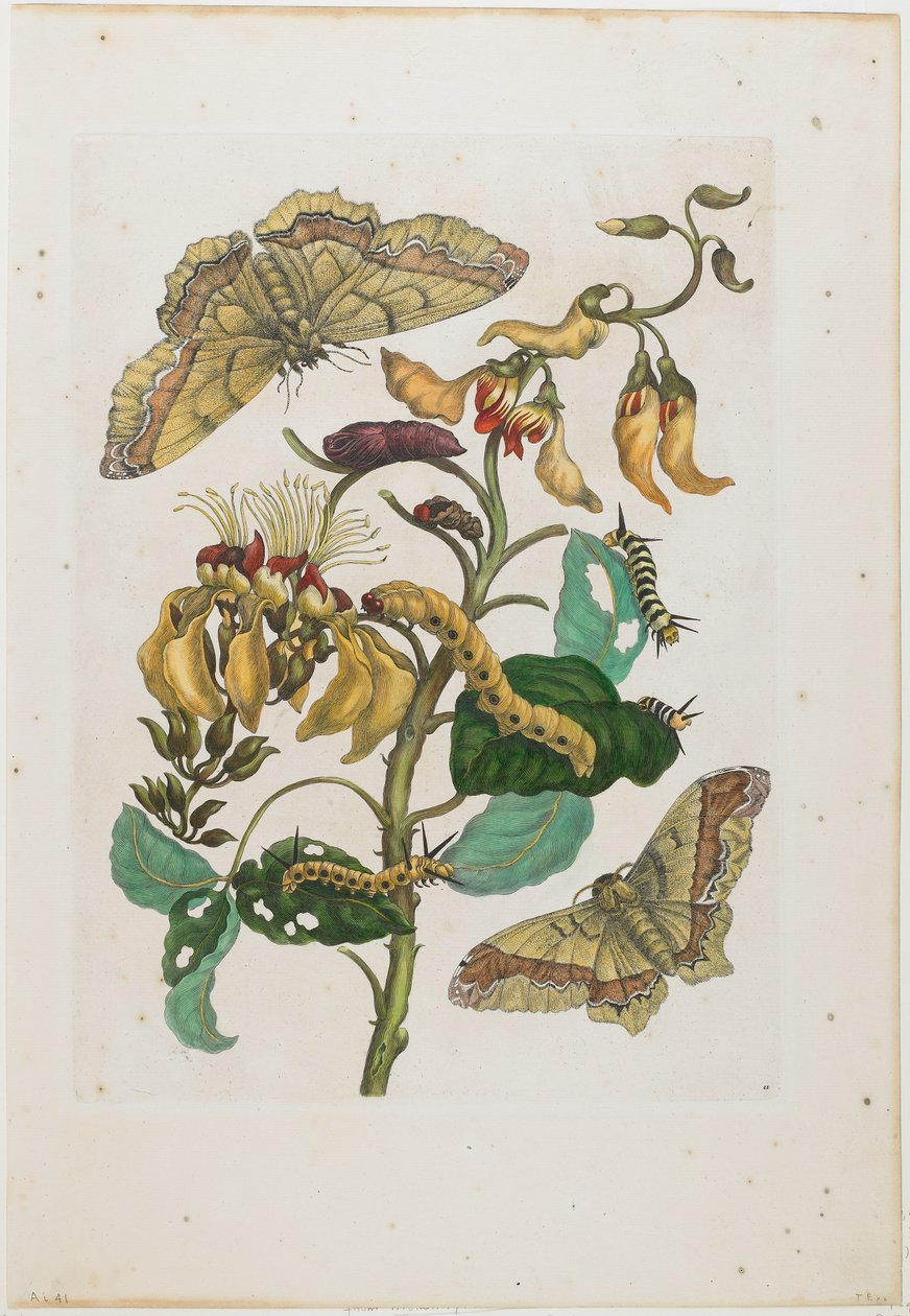 キャタピラー、バタフライ（Arsenura armida）、フラワー（Pallisaden Boom：Erythrina fusca） 作： マリア・シビラ・メリアン