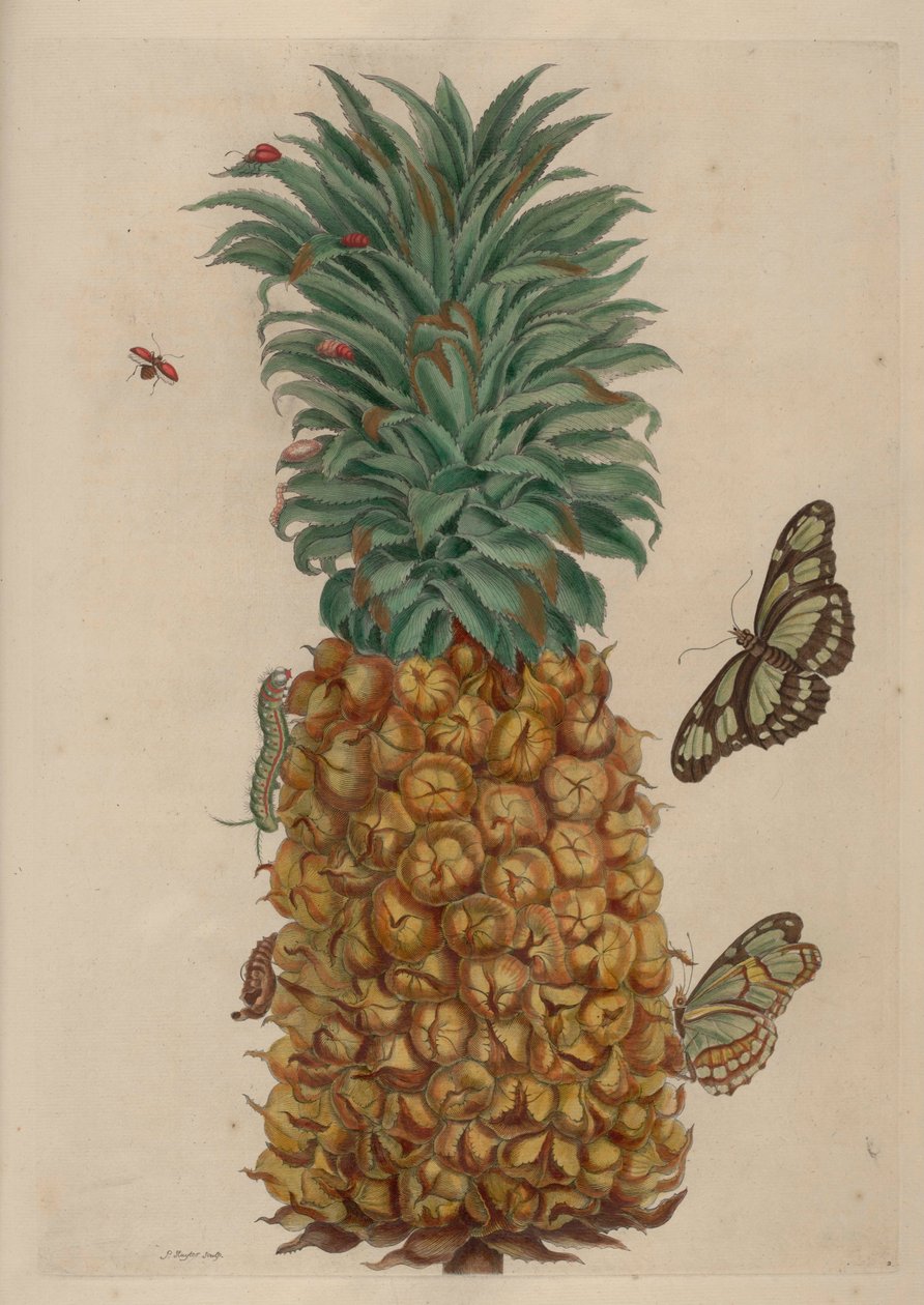 パイナップルとゴキブリ、変態昆虫昆虫Surinamensiumからの図 作： マリア・シビラ・メリアン