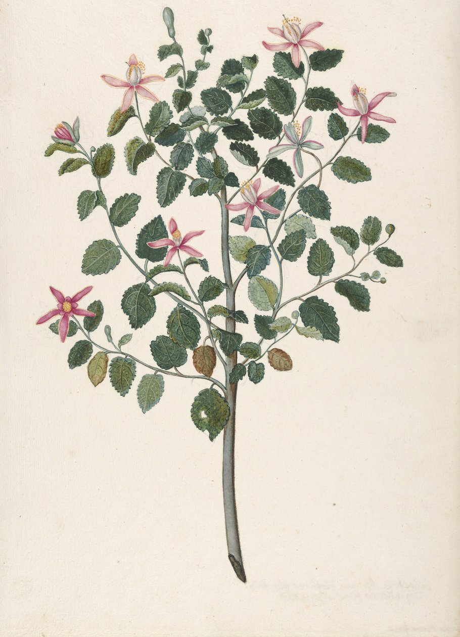 赤紫色の花を咲かせる植物の研究 Sebastiana africana purpurea, 1695. 作： マリア・モンニンクス