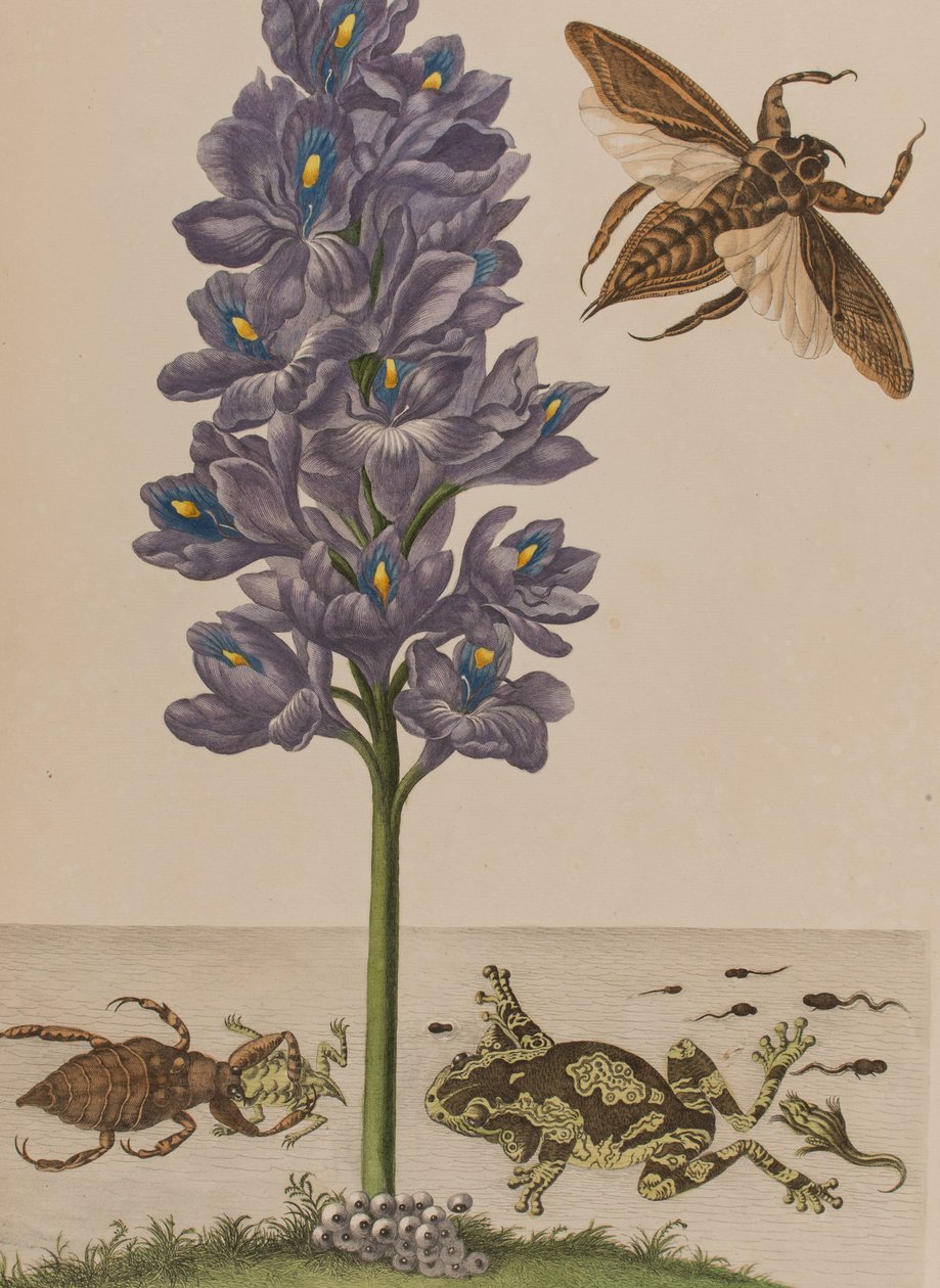 1705年に出版された「Metamorphosis insectorum Surinamensium」のイラスト。Ofte Verandering der Surinaamsche Insecten」（1705年出版）の図版（彩色済み彫刻）。 作： マリア・ジビーラ・グラフ（後）メリアン