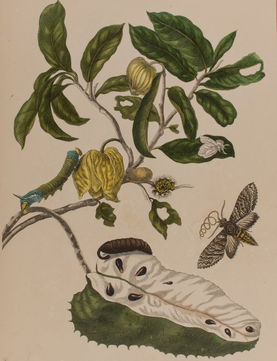 1705年に出版された「Metamorphosis insectorum Surinamensium」のイラスト。Ofte Verandering der Surinaamsche Insecten」（1705年出版）の図版（彩色済み彫刻）。 作： マリア・ジビーラ・グラフ（後）メリアン