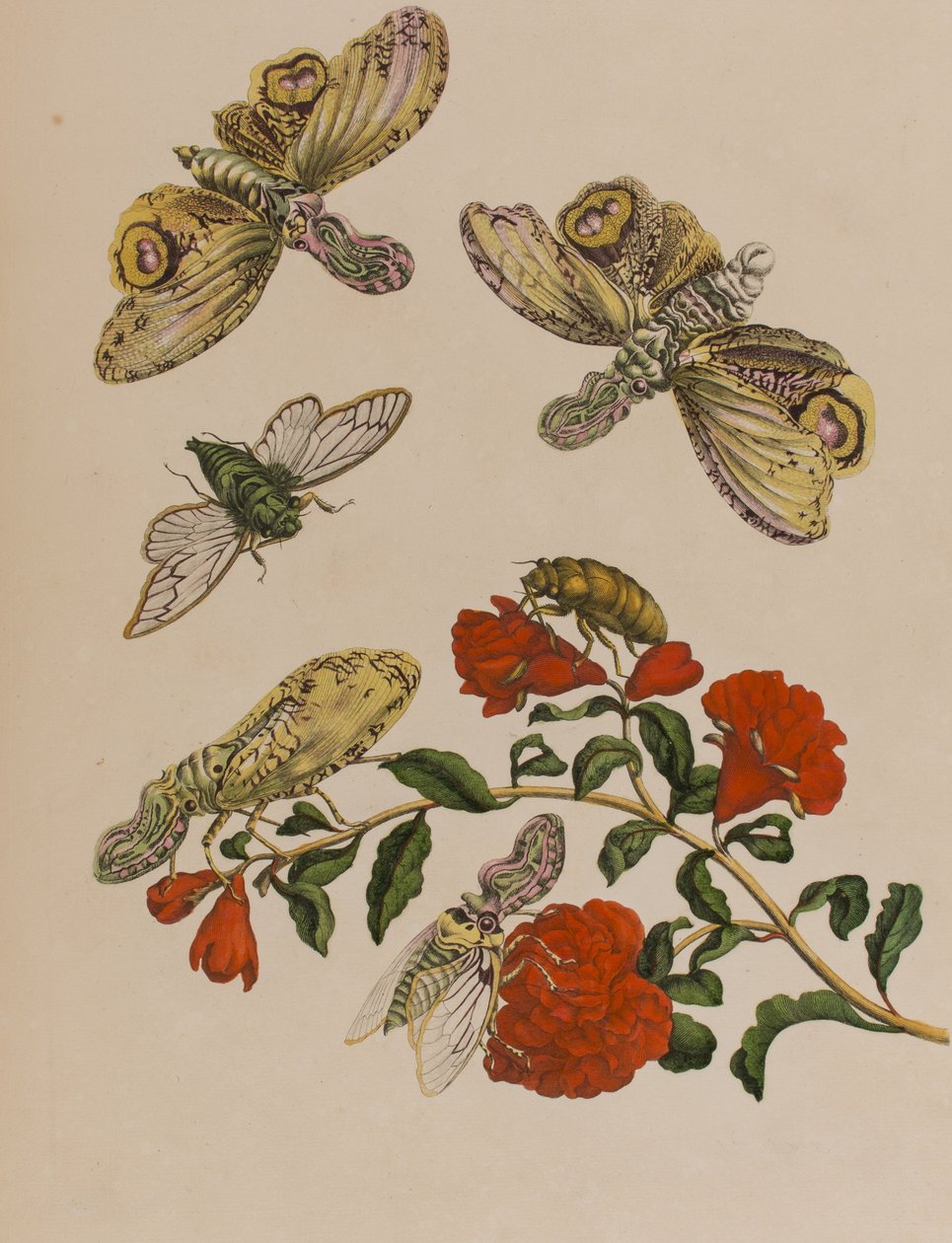 1705年に出版された「Metamorphosis insectorum Surinamensium」のイラスト。Ofte Verandering der Surinaamsche Insecten」（1705年出版）の図版（彩色済み彫刻）。 作： マリア・ジビーラ・グラフ（後）メリアン