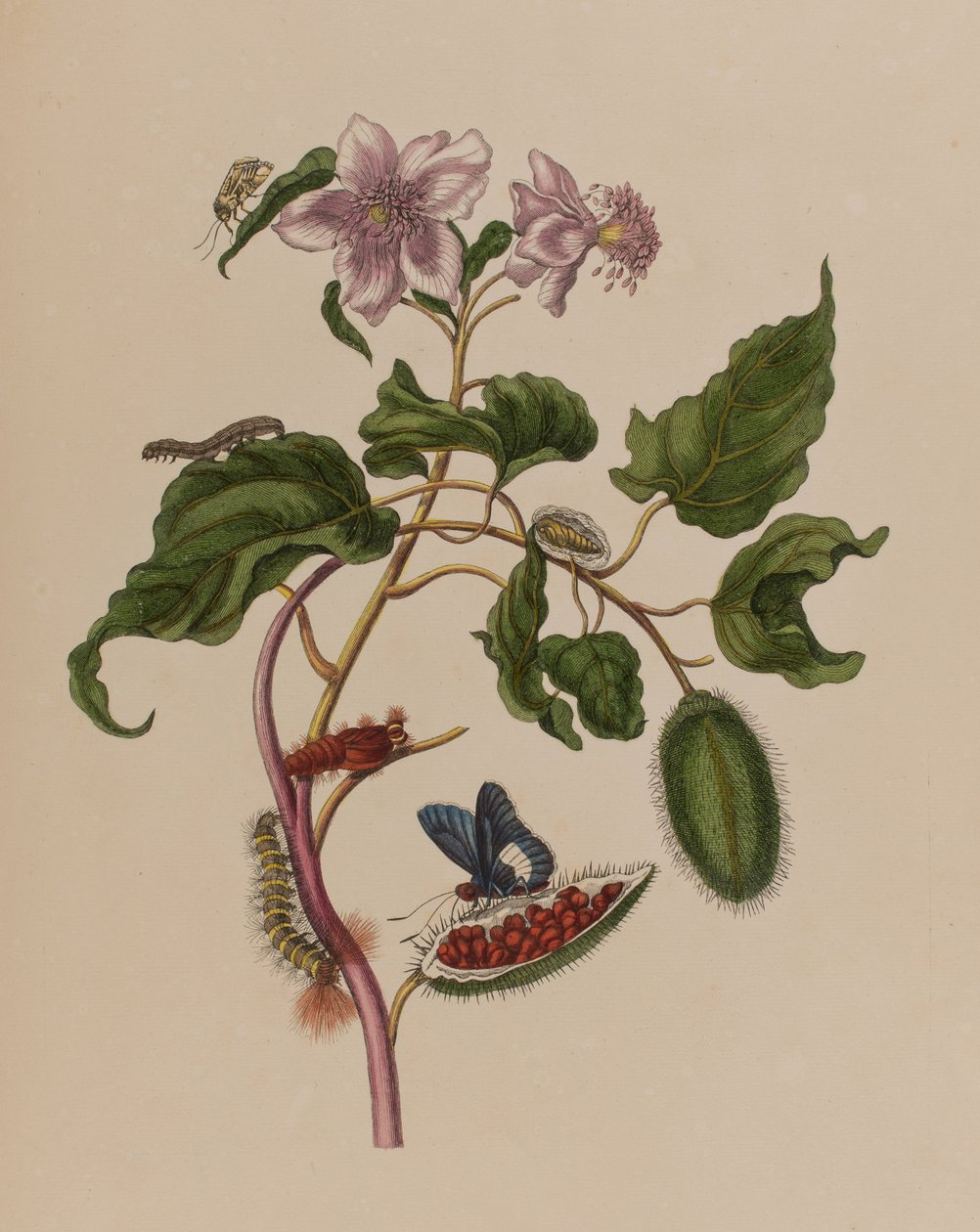 1705年に出版された「Metamorphosis insectorum Surinamensium」のイラスト。Ofte Verandering der Surinaamsche Insecten」（1705年出版）の図版（彩色済み彫刻）。 作： マリア・ジビーラ・グラフ（後）メリアン