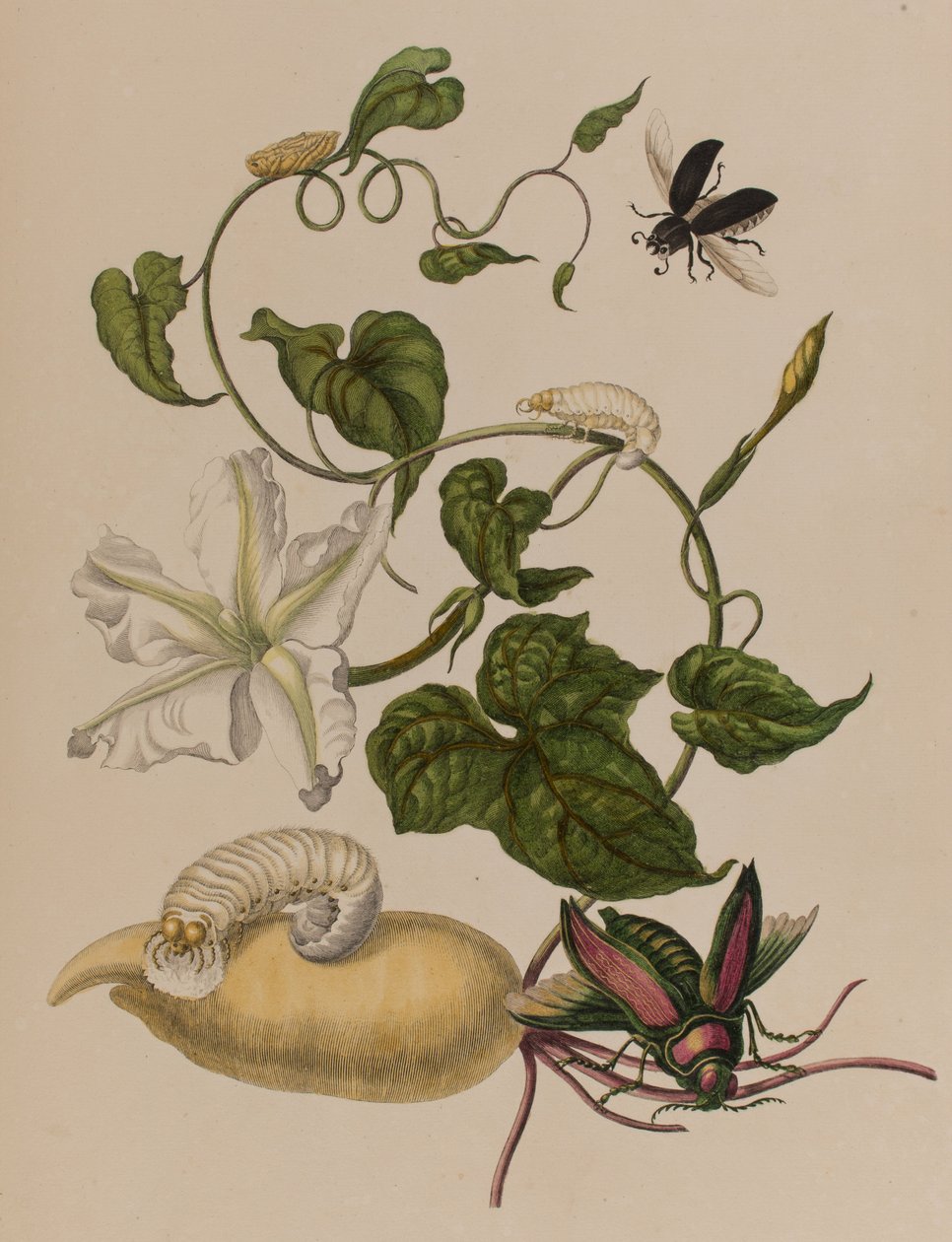 1705年に出版された「Metamorphosis insectorum Surinamensium」のイラスト。Ofte Verandering der Surinaamsche Insecten」（1705年出版）の図版（彩色済み彫刻）。 作： マリア・ジビーラ・グラフ（後）メリアン