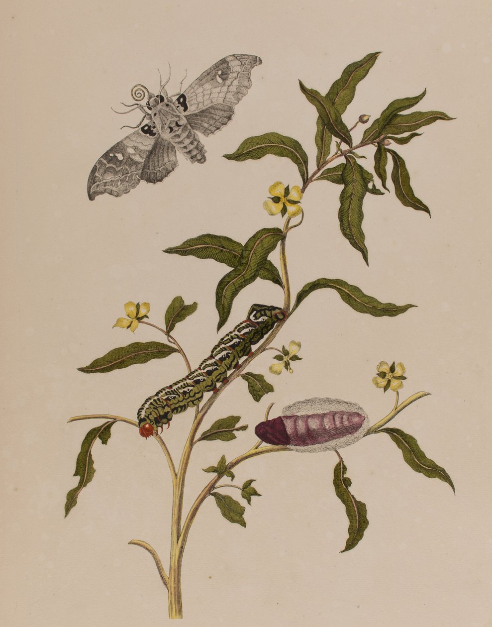 1705年に出版された「Metamorphosis insectorum Surinamensium」のイラスト。Ofte Verandering der Surinaamsche Insecten」（1705年出版）の図版（彩色済み彫刻）。 作： マリア・ジビーラ・グラフ（後）メリアン