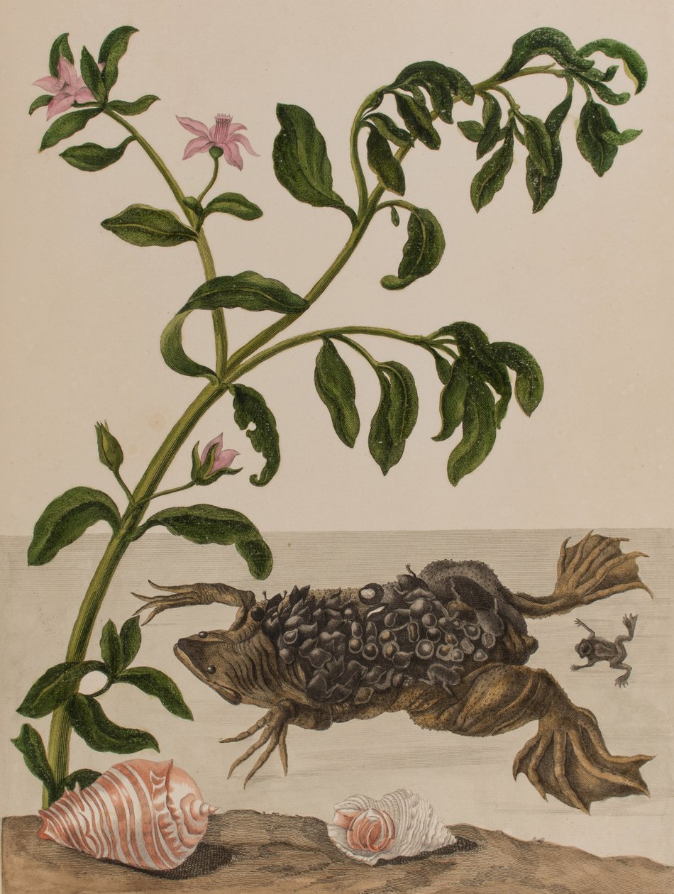 1705年に出版された「Metamorphosis insectorum Surinamensium」のイラスト。Ofte Verandering der Surinaamsche Insecten」（1705年出版）の図版（彩色済み彫刻）。 作： マリア・ジビーラ・グラフ（後）メリアン