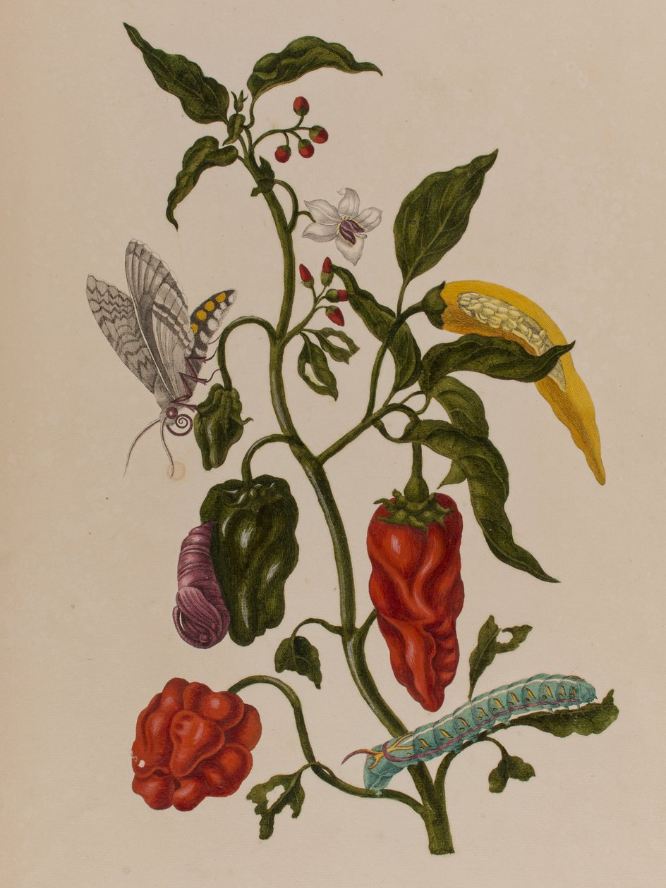 1705年に出版された「Metamorphosis insectorum Surinamensium」のイラスト。Ofte Verandering der Surinaamsche Insecten」（1705年出版）の図版（彩色済み彫刻）。 作： マリア・ジビーラ・グラフ（後）メリアン