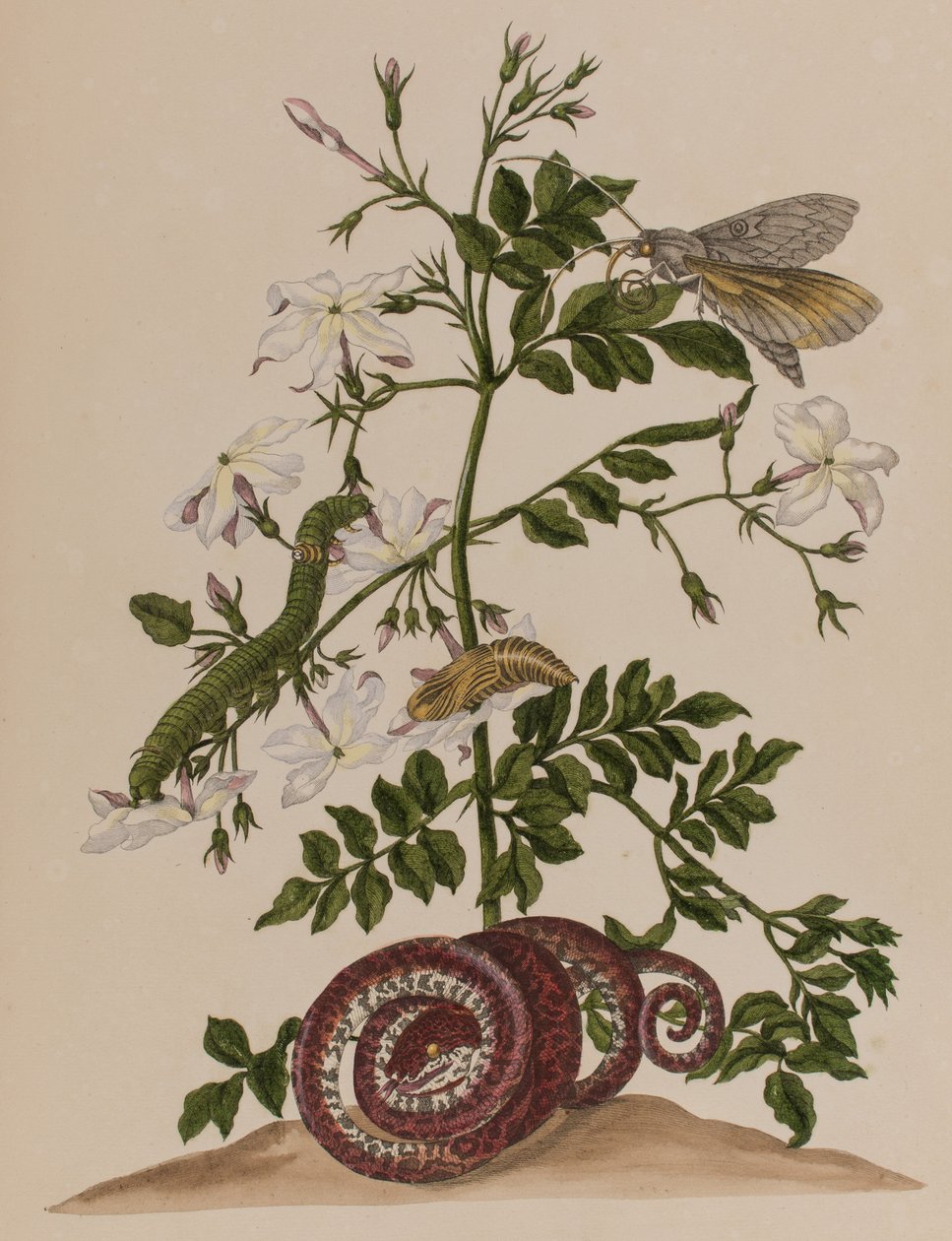 1705年に出版された「Metamorphosis insectorum Surinamensium」のイラスト。Ofte Verandering der Surinaamsche Insecten」（1705年出版）の図版（彩色済み彫刻）。 作： マリア・ジビーラ・グラフ（後）メリアン