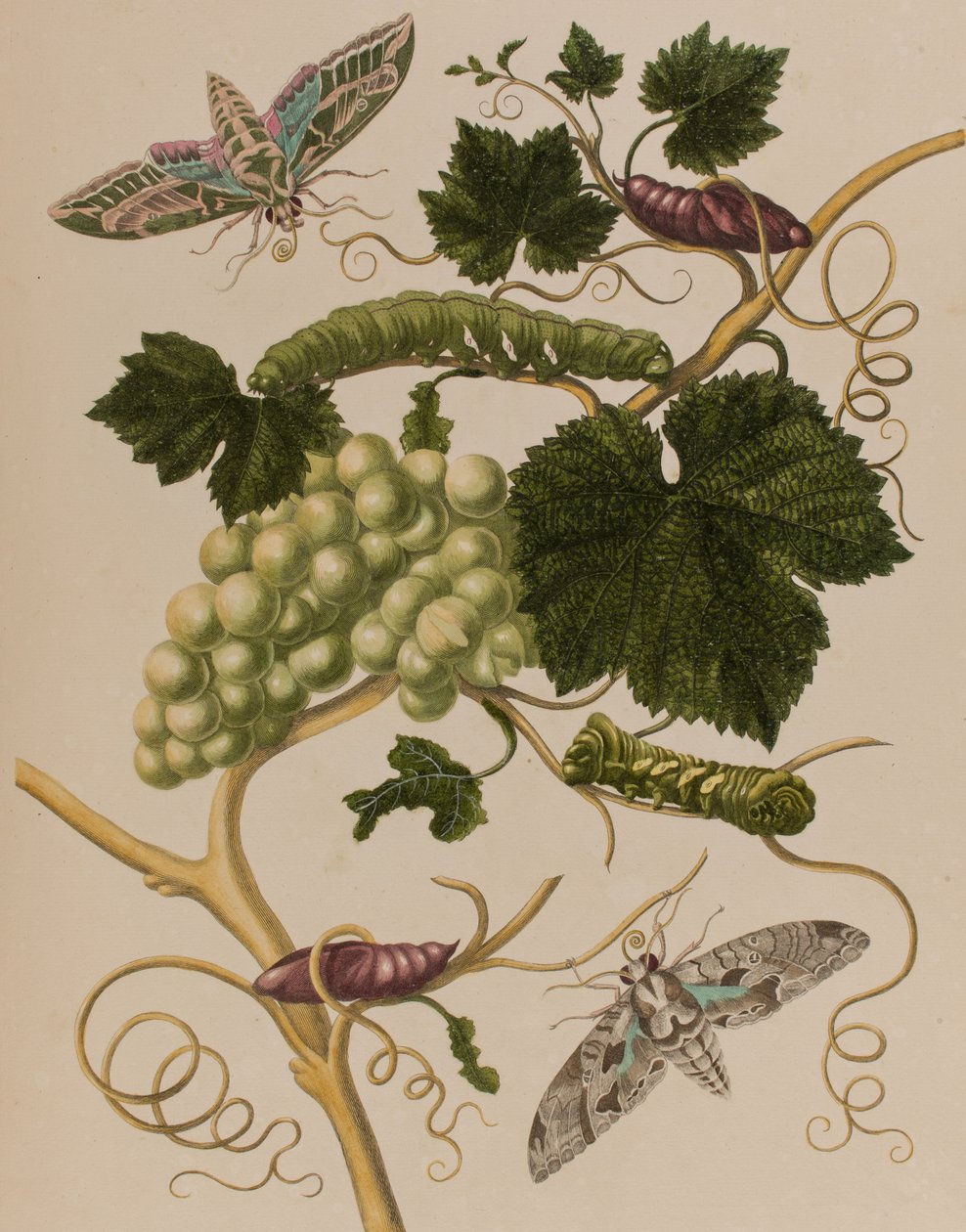 1705年に出版された「Metamorphosis insectorum Surinamensium」のイラスト。Ofte Verandering der Surinaamsche Insecten」（1705年出版）の図版（彩色済み彫刻）。 作： マリア・ジビーラ・グラフ（後）メリアン