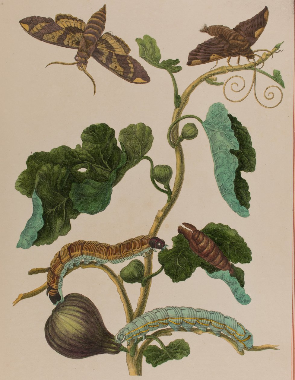 1705年に出版された「Metamorphosis insectorum Surinamensium」のイラスト。Ofte Verandering der Surinaamsche Insecten」（1705年出版）の図版（彩色済み彫刻）。 作： マリア・ジビーラ・グラフ（後）メリアン