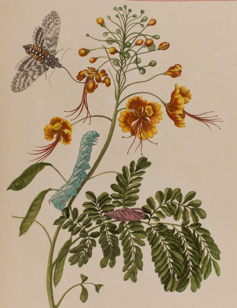1705年に出版された「Metamorphosis insectorum Surinamensium」のイラスト。Ofte Verandering der Surinaamsche Insecten」（1705年出版）の図版（彩色済み彫刻）。 作： マリア・ジビーラ・グラフ（後）メリアン